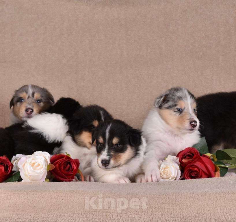 Собаки в Новосибирске: Щенки колли.высокопородные щенки колли.ДокументыРКФветпаспортОчень перспективные о Мальчик, 60 000 руб. - фото 7