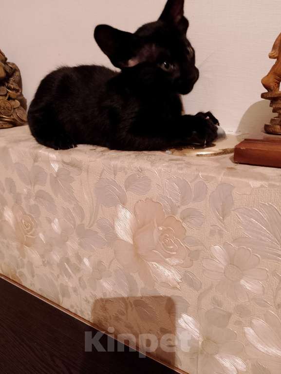 Кошки в Шахте: Продаю котят ориентальной породы  Мальчик, 25 000 руб. - фото 5