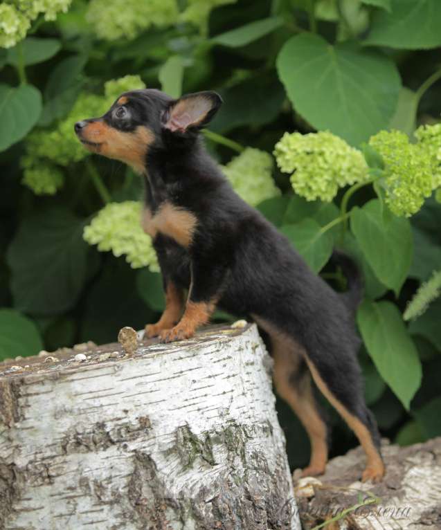 Собаки в Москве: Пражский крысарик девочка Девочка, 90 000 руб. - фото 3