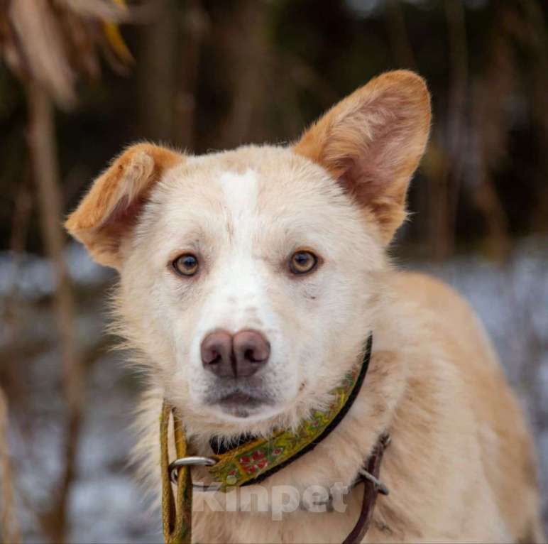 Собаки в Москве: Кремовый щенок Кай ищет свою семью! Мальчик, Бесплатно - фото 4