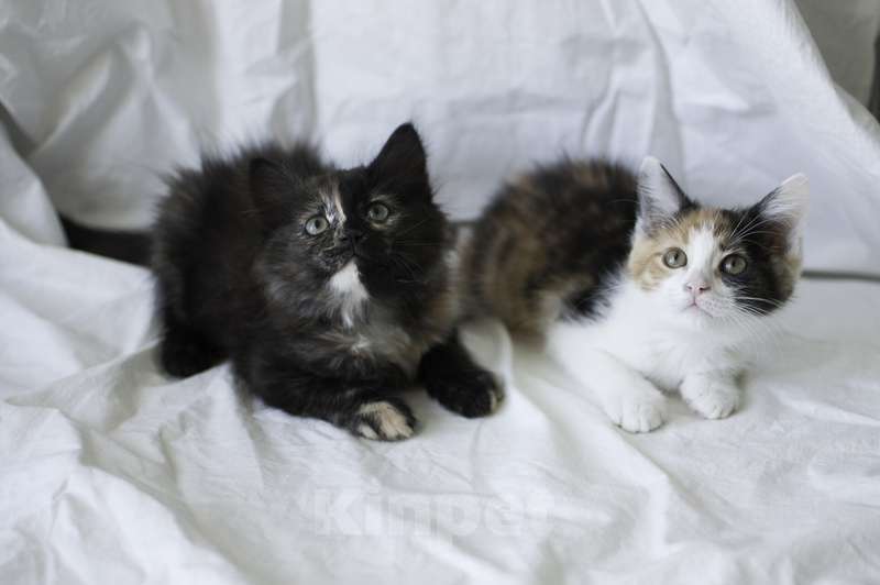 Кошки в Москве: Малышки-сестрички ищут дом Девочка, Бесплатно - фото 1