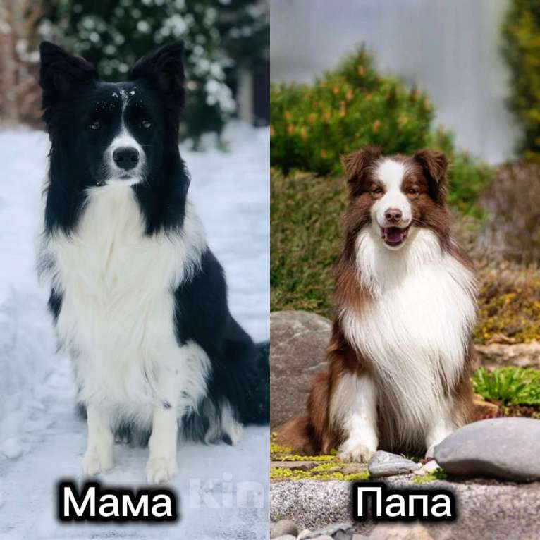 Собаки в Москве: Бордер колли щенок девочка Девочка, 75 000 руб. - фото 4