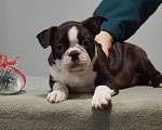 Собаки в Омске: Щенки бостон-терьера Мальчик, 70 000 руб. - фото 2