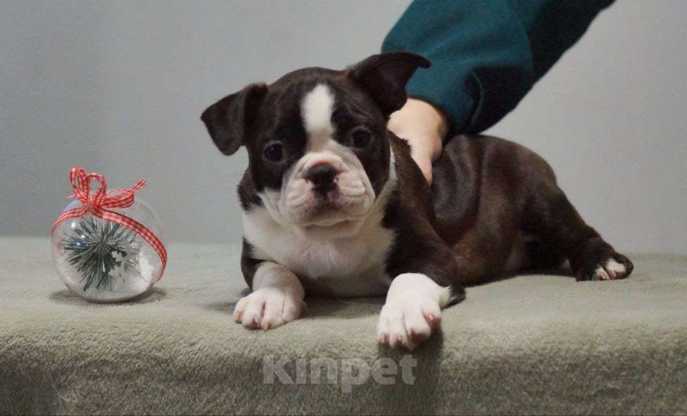 Собаки в Омске: Щенки бостон-терьера Мальчик, 70 000 руб. - фото 2