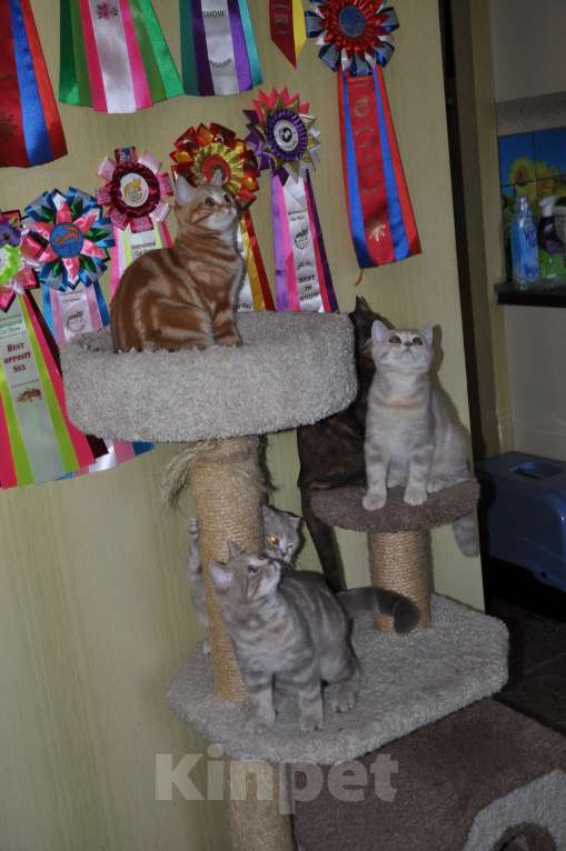 Кошки в Москве: Скоттиш-страйт Девочка, 8 000 руб. - фото 5