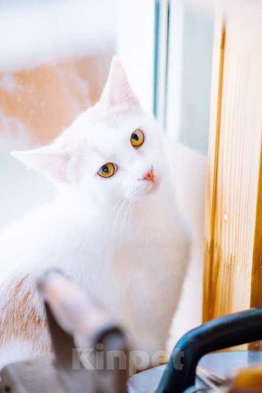 Кошки в Калининграде: Бело-рыжий котик Персик в дар Мальчик, Бесплатно - фото 1