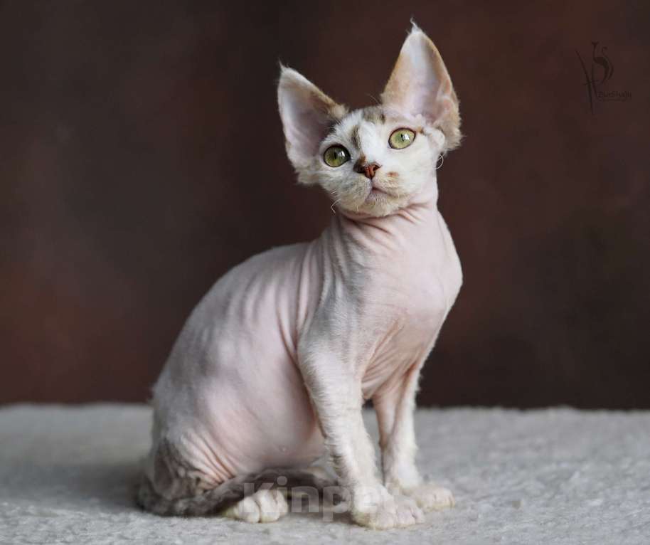 Кошки в Москве: Девон-рекс мальчик арлекин Мальчик, Бесплатно - фото 2