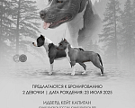Собаки в Иркутске: Щенок амстафф, стаффтерьер Девочка, 70 000 руб. - фото 8