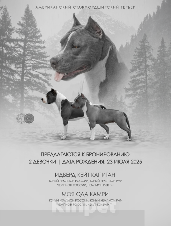 Собаки в Иркутске: Щенок амстафф, стаффтерьер Девочка, 70 000 руб. - фото 2
