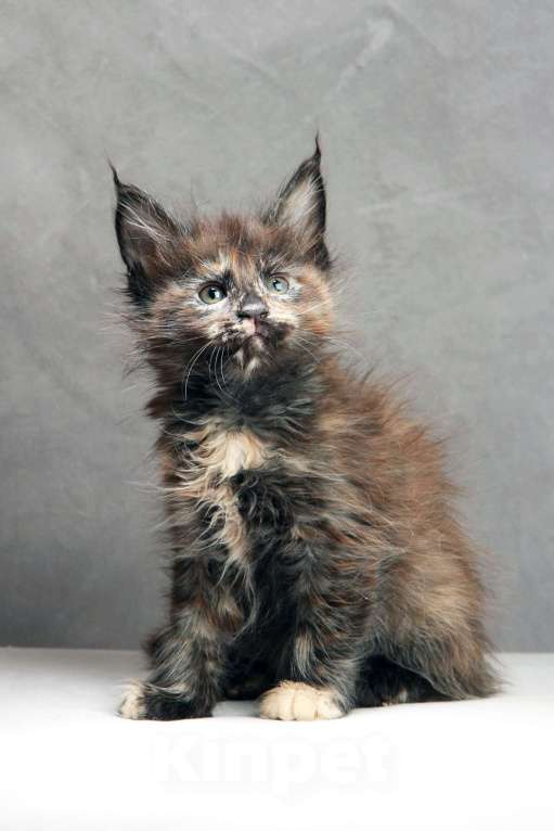 Кошки в Москве: Черепаха Девочка, Бесплатно - фото 4