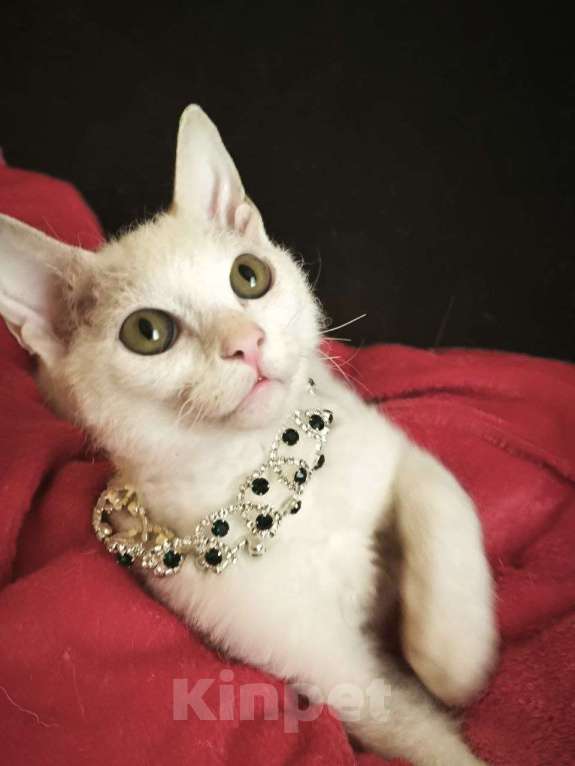 Кошки в Москве: Элитные котята левкой Девочка, Бесплатно - фото 4