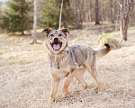 Собаки в Москве: Жизнерадостный пёс-компаньон Мальчик, Бесплатно - фото 4