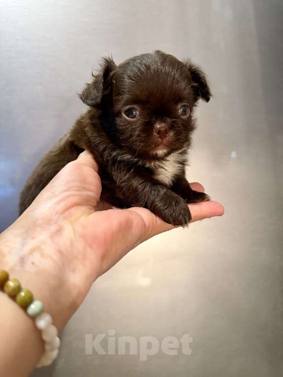 Собаки в Ростове-на-Дону: Мальчик чихуахуа Мальчик, 35 000 руб. - фото 1