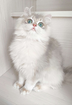 Голубая золотая шиншилла