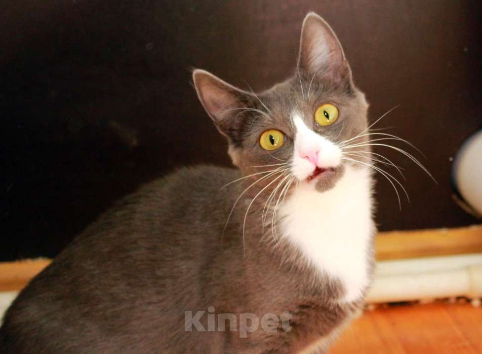 Кошки в Калуге: Тильда, кошка оптимистка в добрые руки. Девочка, Бесплатно - фото 3