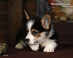Собаки в белоозёрском: Мальчик триколор, Портер Фокс Мальчик, 70 000 руб. - фото 1