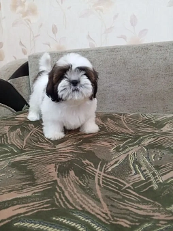Ши-Тцу
