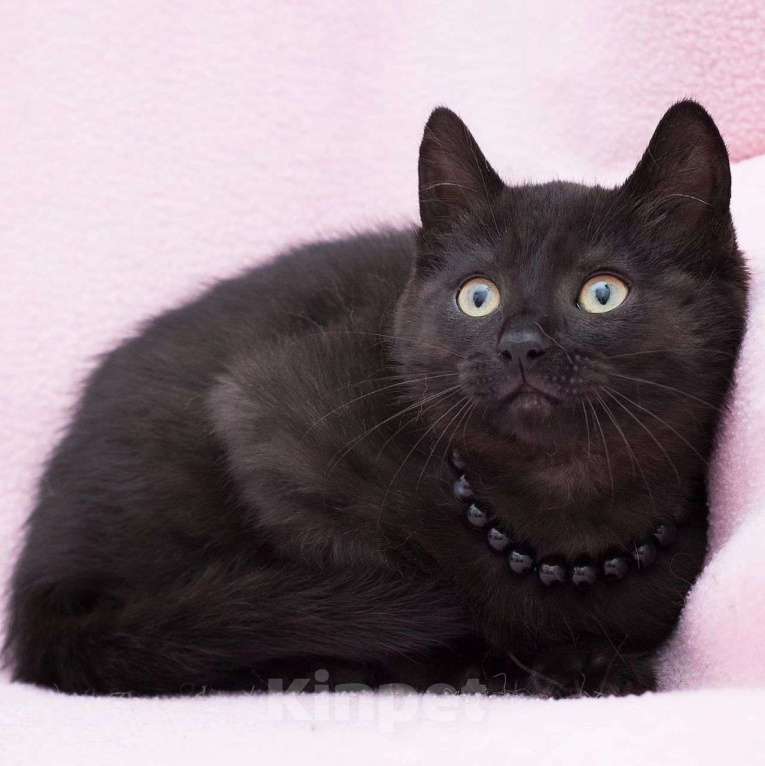 Кошки в Москве: Кнопочка грустит в одиночестве  Девочка, Бесплатно - фото 3