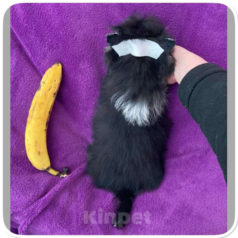 Собаки в Москве: Чёрный йорк девочка стандарт кукольная Девочка, 70 000 руб. - фото 9