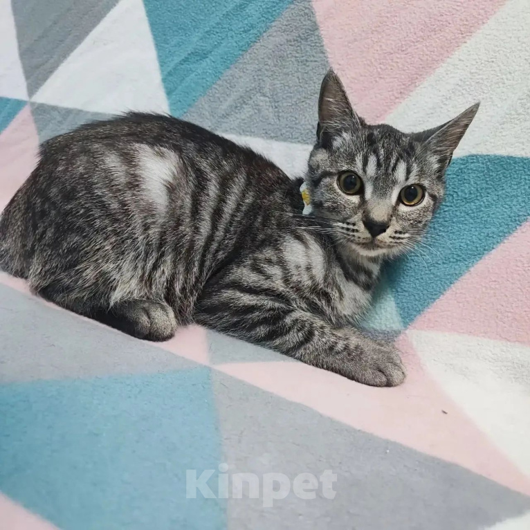 Кошки в Люберцах: Архыз - не леопад но тоже красавчик, ищет семью! Мальчик, Бесплатно - фото 8