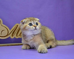 Кошки в Москве: Вислоухая золотая кошечка Девочка, 45 000 руб. - фото 5
