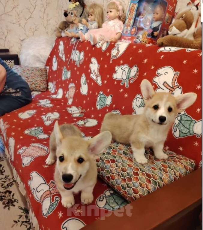 Собаки в Балашихе: Щенки вельш корги Мальчик, 30 000 руб. - фото 2