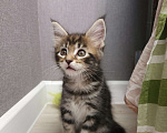Кошки в Нижнем Новгороде: Котенок мейн-кун Девочка, 12 000 руб. - фото 3
