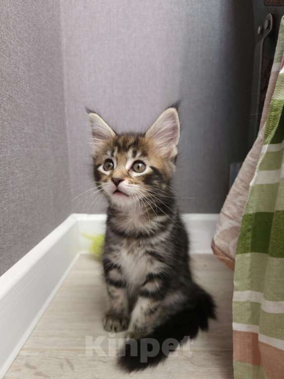 Кошки в Нижнем Новгороде: Котенок мейн-кун Девочка, 12 000 руб. - фото 3