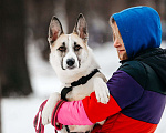 Собаки в Москве: Милая Пенка ищет дом Девочка, Бесплатно - фото 5