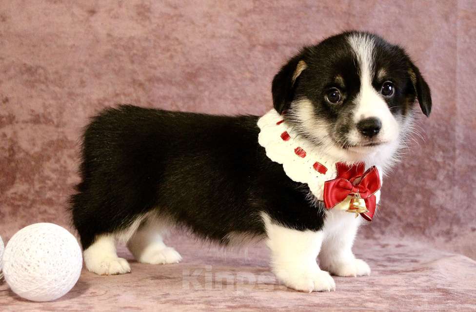 Собаки в Москве: Щенки вели корги пемброк  Мальчик, 50 000 руб. - фото 5