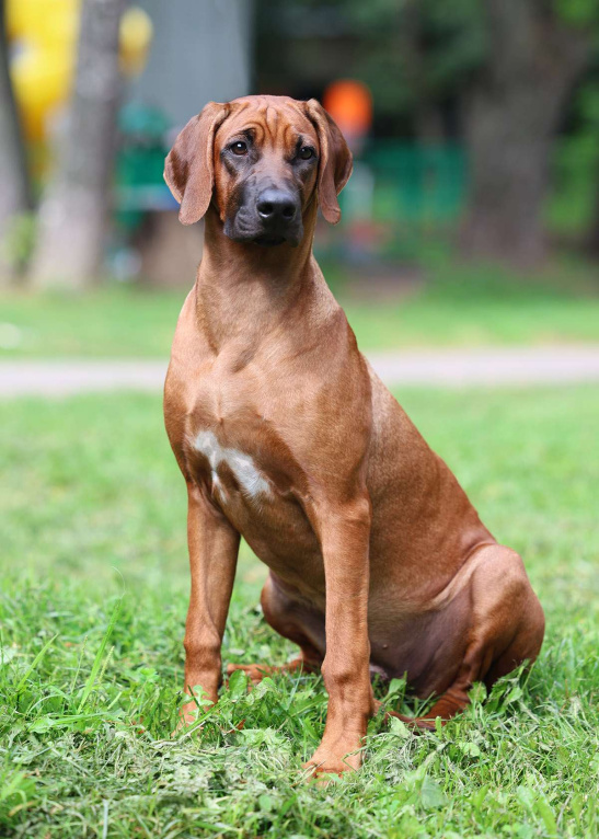 Собаки в Москве: Шикарная девочка родезийского риджбека Девочка, Бесплатно - фото 3