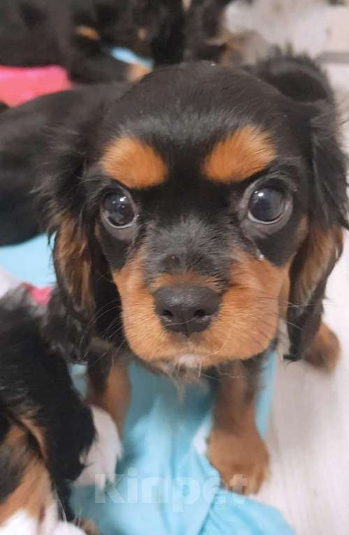Собаки в других городах Калининградской области: Кавалер Кинг Чарльз Спаниель  Девочка, Бесплатно - фото 2