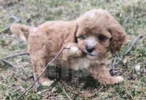 Собаки в Москве: Кавапу  Девочка ЭКСКЛЮЗИВ Девочка, Бесплатно - фото 3