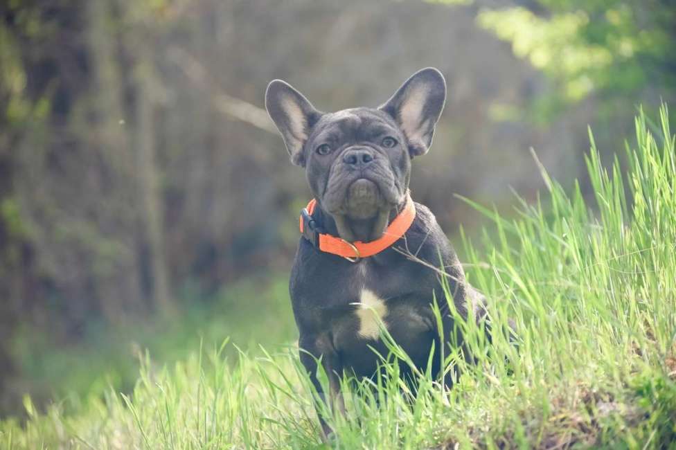 Собаки в Москве: щенки французского бульдога девочки голубой подпал  Девочка, 50 000 руб. - фото 2