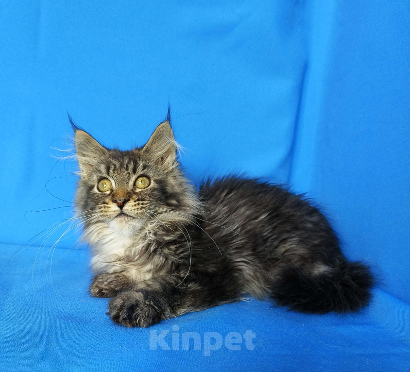 Кошки в Москве: Котёнок Мейн-кун Девочка Девочка, 45 000 руб. - фото 1