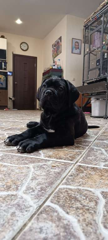 Собаки в других городах Московской области: Щенки Мальчик, 140 000 руб. - фото 5