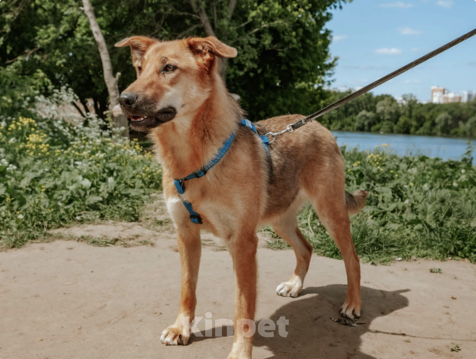 Собаки в Москве: Рыжая лапочка Груша Девочка, Бесплатно - фото 2