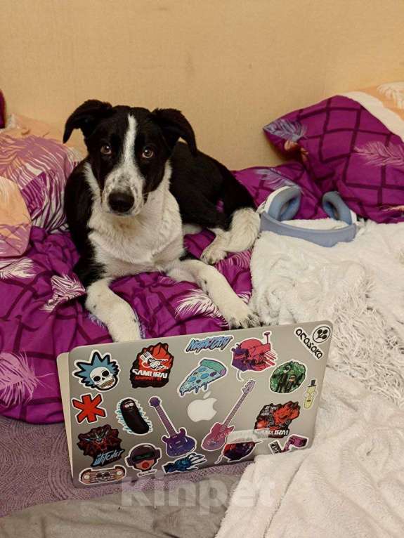 Собаки в Санкт-Петербурге: Щенок-подросток в добрые руки Девочка, Бесплатно - фото 2