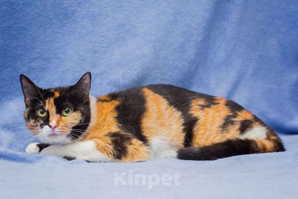 Кошки в Москве: Ириска грустит в клетке Девочка, Бесплатно - фото 3