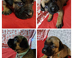 Собаки в других городах Краснодарского края: Кане-Корсо, щенок Девочка, 20 000 руб. - фото 1