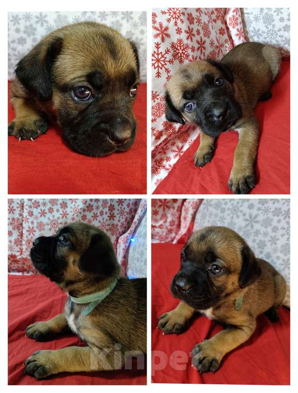 Собаки в других городах Краснодарского края: Кане-Корсо, щенок Девочка, 20 000 руб. - фото 1