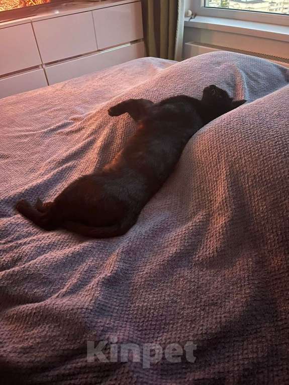 Кошки в Москве: Кошечка ищет дом  Девочка, 500 руб. - фото 3