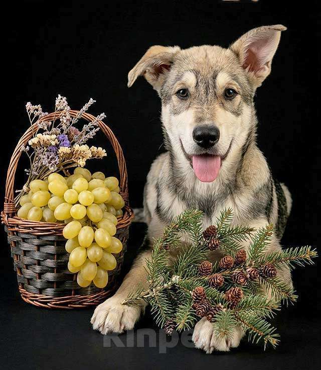 Собаки в Москве: Три щенячьх сердца ищут добрых хозяев Мальчик, Бесплатно - фото 9