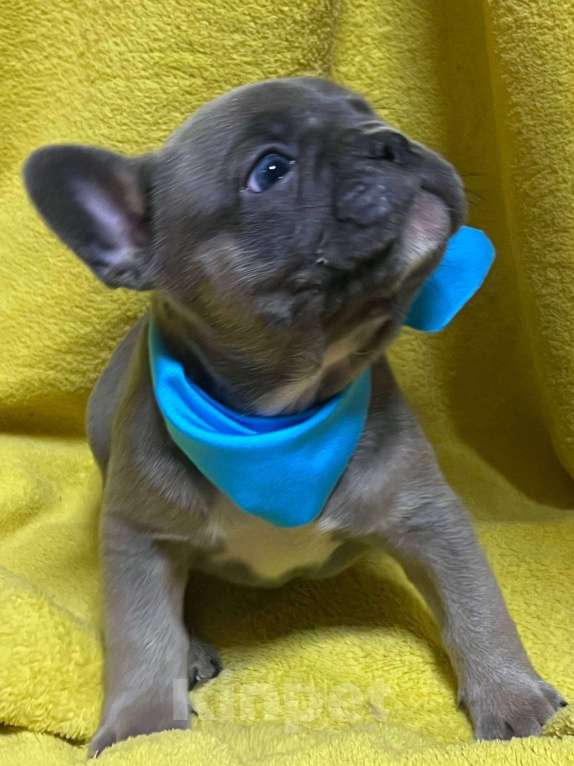 Собаки в Нижнем Новгороде: 6 щенков французского бульдога Мальчик, 30 000 руб. - фото 1