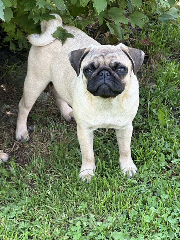 Собаки в Новокузнецке: Щенок мопса Девочка РКФ  Девочка, 40 000 руб. - фото 2
