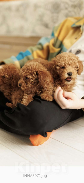 Собаки в Ярославле: 1 Мальчик, Бесплатно - фото 2