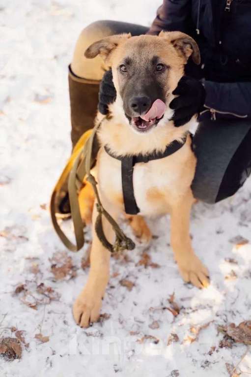 Собаки в Москве: Тилль Мальчик, Бесплатно - фото 2
