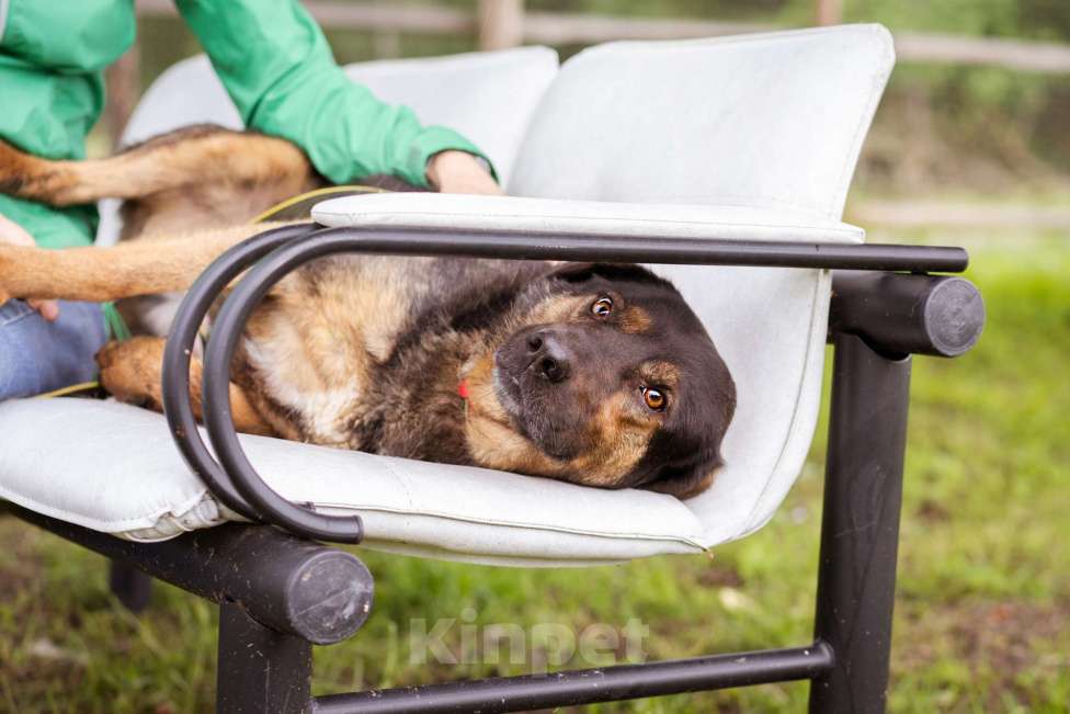 Собаки в Москве: Собака-компаньон Мальчик, Бесплатно - фото 7