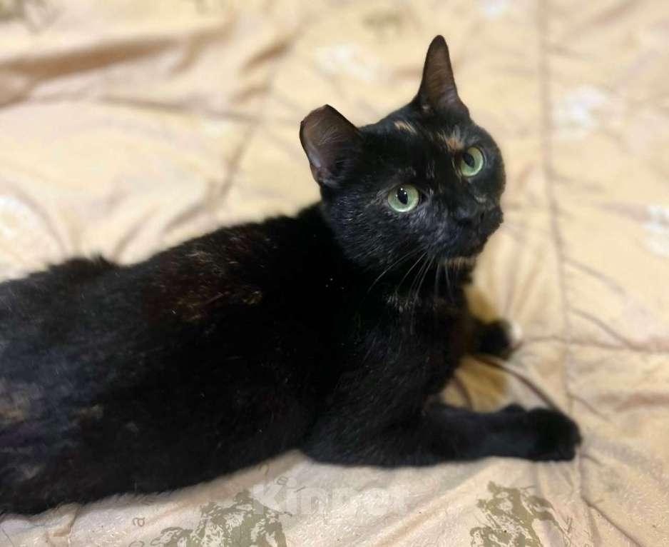 Кошки в Санкт-Петербурге: Кошечка подросток Глашенька.  Девочка, Бесплатно - фото 2