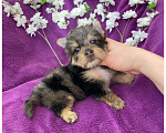 Собаки в Москве: Йорк мраморный мальчик крупный стандарт с зелёно голубыми глазами Мальчик, 60 000 руб. - фото 7